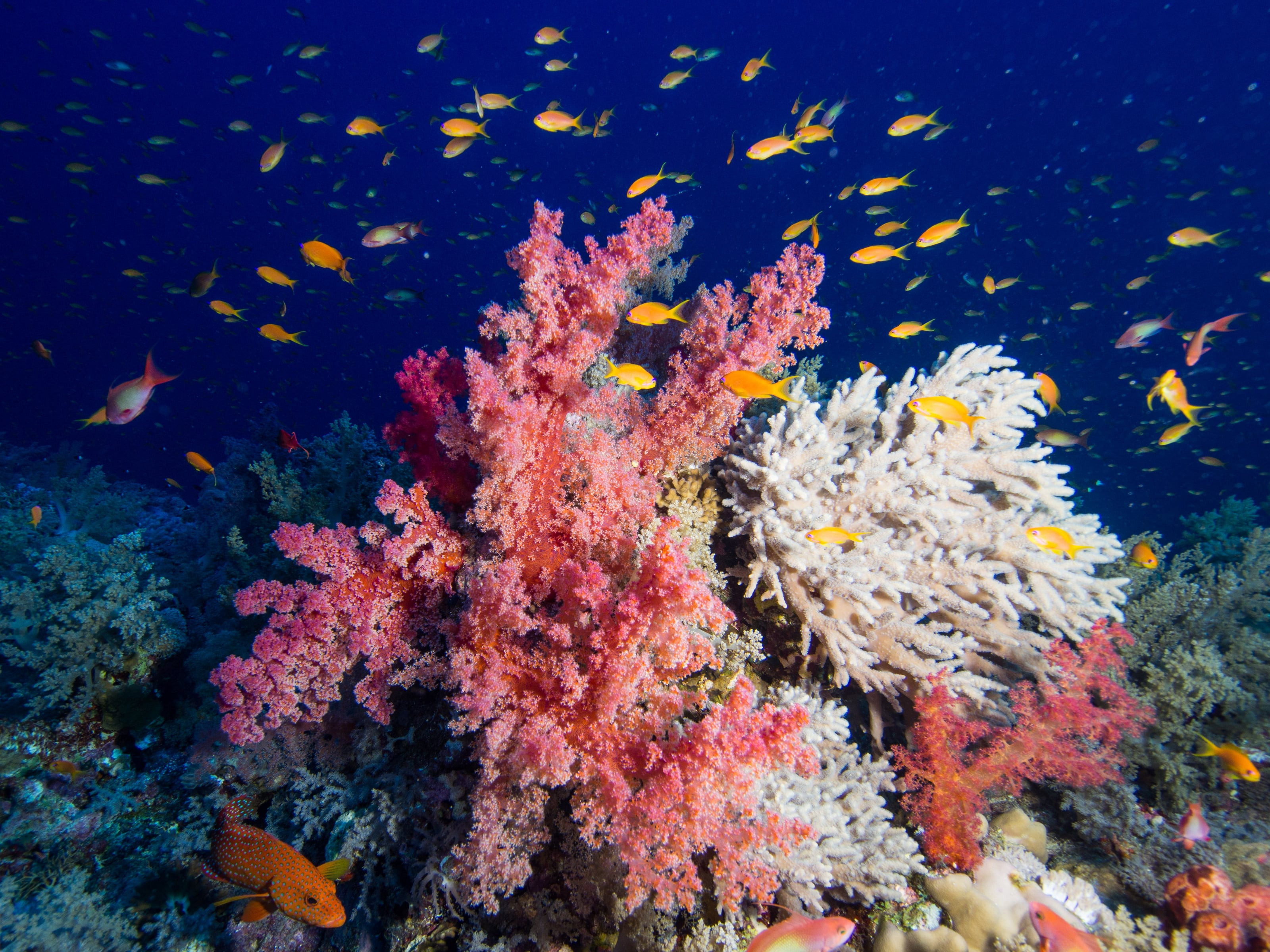 Pink and white soft corals with shoals of orange reef fish in deep blue water at Elphinstone Reef in the Red Sea